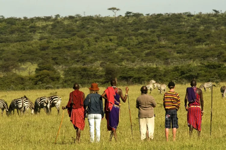 Visitors on a guided walk near zebras in Kenya